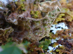 Lobaria pulmonaria