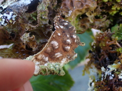 Lobaria pulmonaria