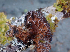 Lobaria anomala