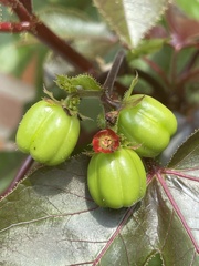 Jatropha gossypiifolia