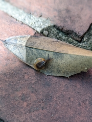 Oxychilus draparnaudi