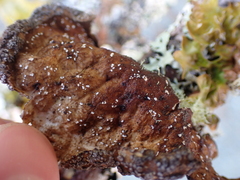 Lobaria anomala