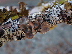 Lobarina scrobiculata