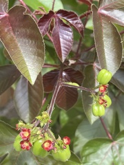 Jatropha gossypiifolia