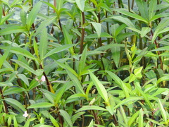 Alternanthera