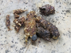 Mammalia