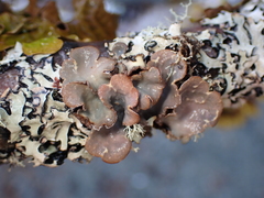 Lobarina scrobiculata