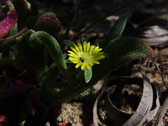 Cleretum papulosum