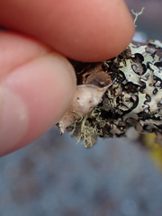 Lobarina scrobiculata