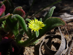 Cleretum papulosum