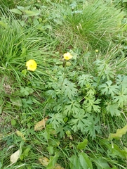Ranunculus acris