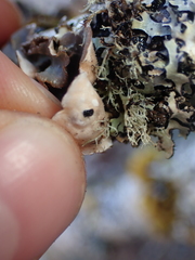 Lobarina scrobiculata