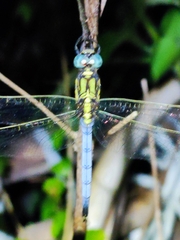 Odonata