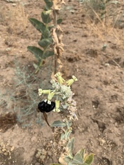 Asclepias erosa
