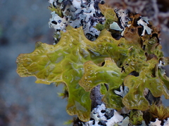 Lobaria pulmonaria