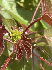 Jatropha gossypiifolia