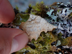 Lobaria pulmonaria