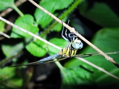 Odonata