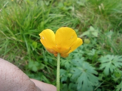 Ranunculus acris