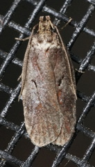 Agonopterix lythrella