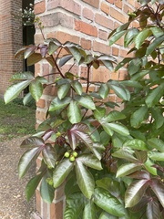 Jatropha gossypiifolia