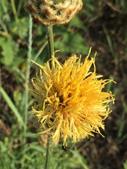 Centaurea orientalis