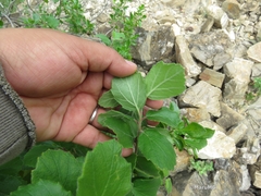 Pterostemon mexicanus