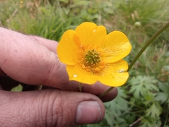 Ranunculus acris