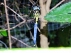 Odonata