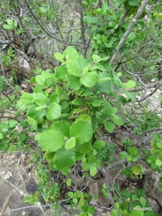 Pterostemon mexicanus