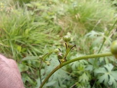 Ranunculus acris