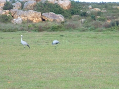 Anthropoides paradiseus