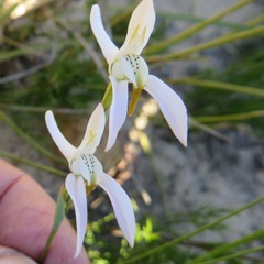 Disa bifida