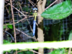 Odonata