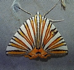 Pityeja histrionaria