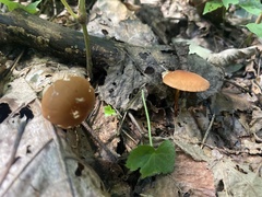 Marasmius sullivantii