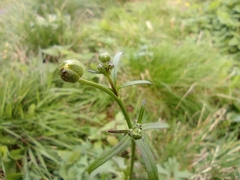 Ranunculus acris