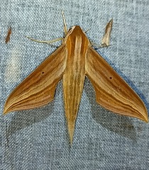 Xylophanes loelia