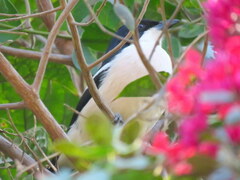 Laniarius bicolor sticturus