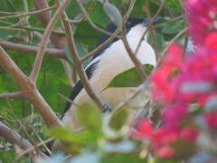 Laniarius bicolor sticturus