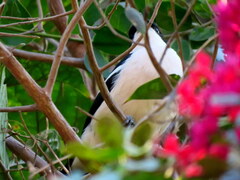 Laniarius bicolor sticturus