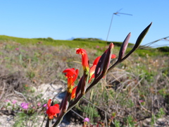 Gladiolus cunonius