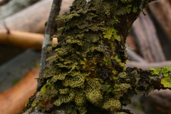 Pseudocyphellaria