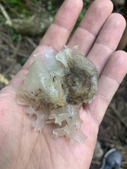 Tremella fuciformis