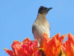 Pycnonotus barbatus tricolor