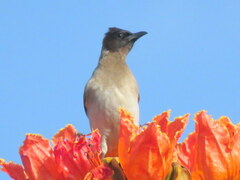 Pycnonotus barbatus tricolor