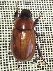 Aspidolea singularis