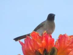Pycnonotus barbatus tricolor