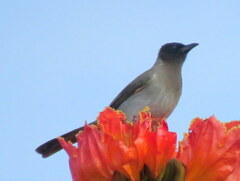 Pycnonotus barbatus tricolor