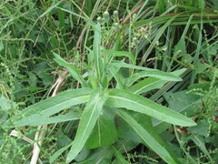 Sonchus arvensis uliginosus